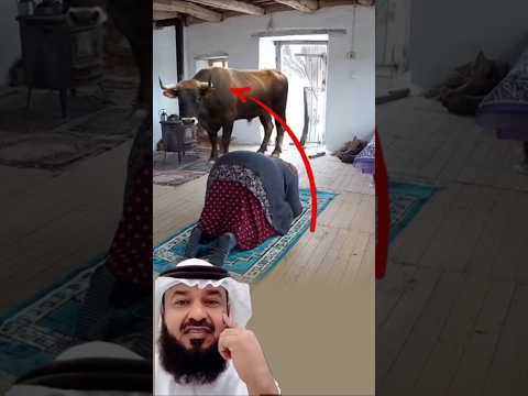 اندفع الثور نحو المرأة الساجدة لكنه ما إن اقترب حتى هدأ وانحنى أمامها اكسبلور لايك 