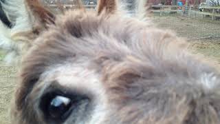 Edith The Donkey And Her Young Almost Weaned Daughter, Gloria Donkey.