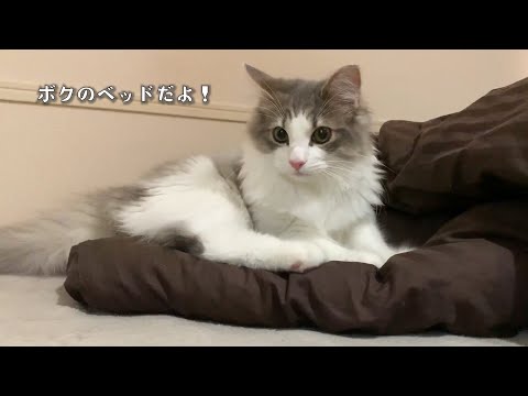 ベッドを独占したいもふ猫!寝室までの道を塞いで通してくれません…(泣)