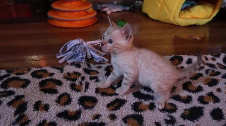 Video 10493991: lynx point bengal kitten, lynx point male bengal, silver male bengal kitten