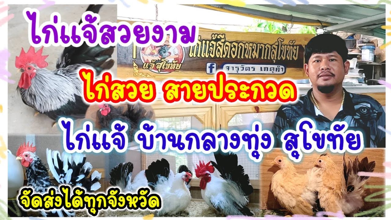 ไก่แจ้สวยงาม ไก่สวย สายประกวด ไก่แจ้ บ้านกลางทุ่ง สุโขทัย จัดส่งได้ทุกจังหวัด
