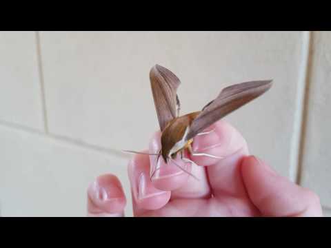 Tersa Sphinx Moth