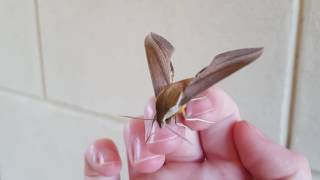 Tersa Sphinx Moth