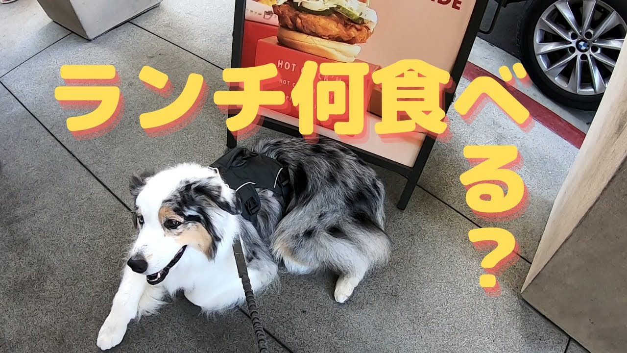 ハンバーガー屋さんでランチをした犬 Lunch At A Hamburger Shop Australian Shepherd オーストラリアンシェパード Dog Youtube
