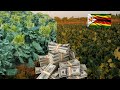 How Much Money A Farmer Can Make Growing 1 Hectare Of Covo Rugare In Zimbabwe 
