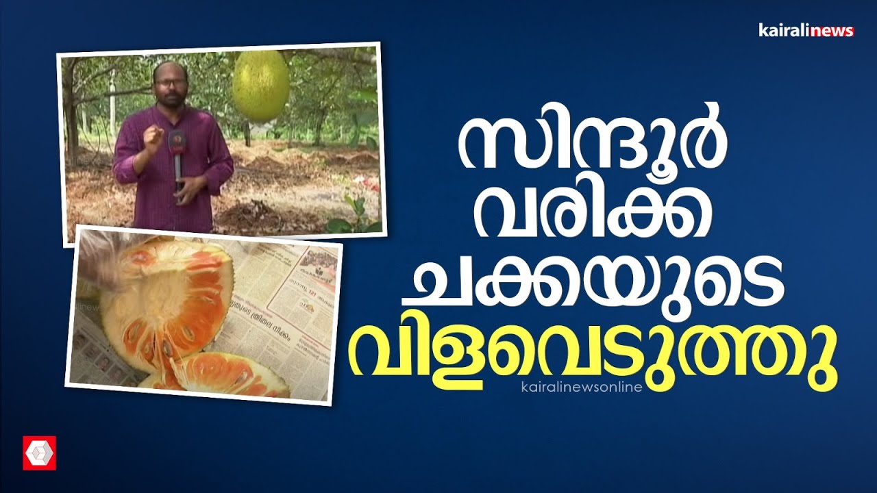 സിന്ദൂർ വരിക്ക ചക്കയുടെ വിളവെടുത്തു; വിളവെടുത്തത് കൊല്ലം കോട്ടുക്കൽ ഫാമിലി | JACKFRUIT | KOLLAM