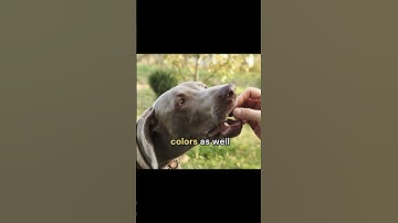 Thumbnail of Did you know about Cats and Dogs Vision