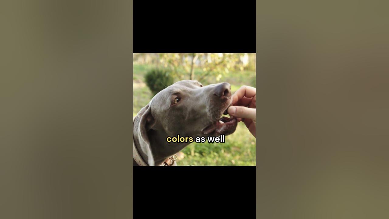 Did you know about Cats and Dogs Vision