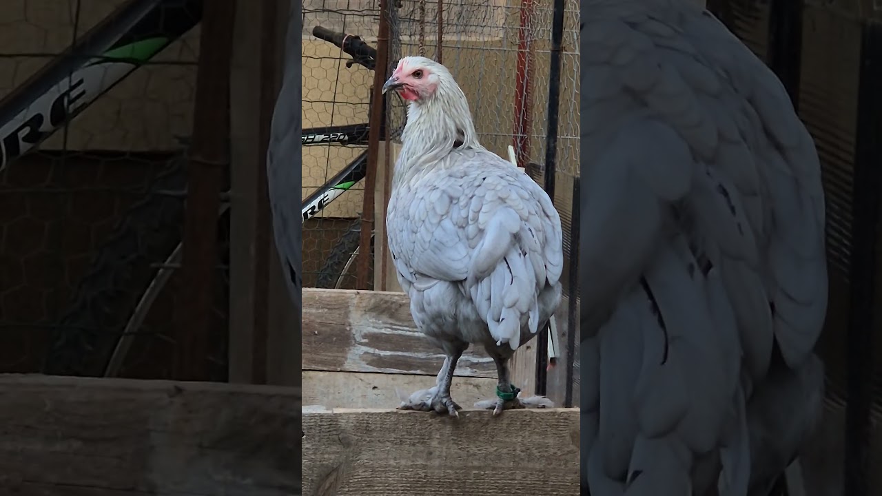 Marans pentru sezonul 2025-2026.  