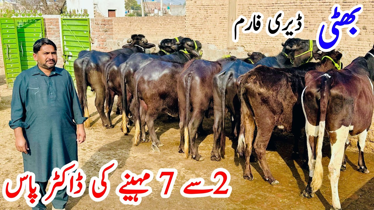 Biggest Pregnant Buffalo in Punjab  | Bhatti Dairy Farm | Friesian Cross Cows for Sale | Best Dairy 