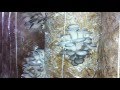 ВЕШЕНКИ древесные грибы / ხის სოკო კალმახა