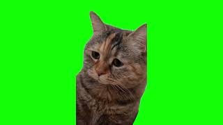 Sad Meowing Cat Meme (Green Screen)