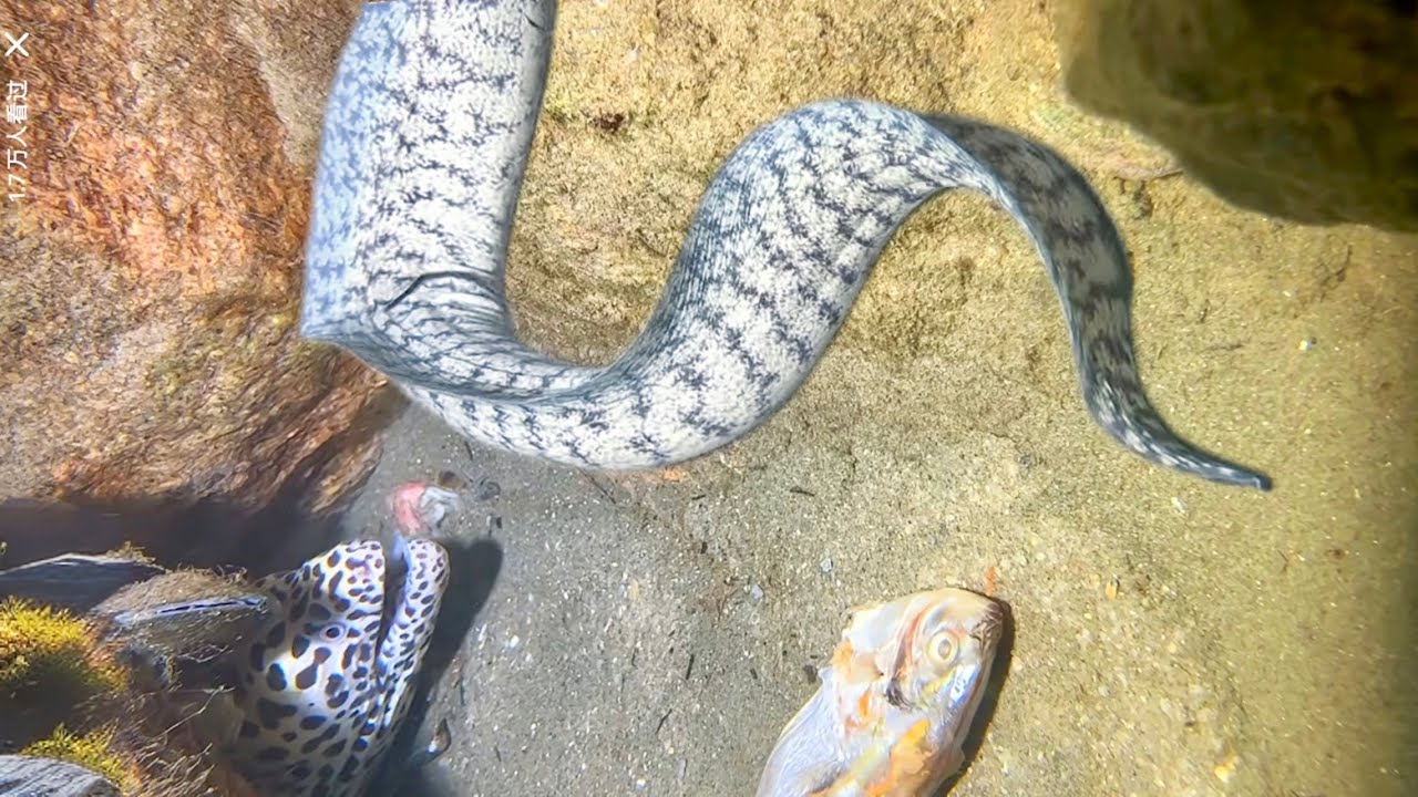 Diving for seafood, Today I am very happy because I caught a big sea eel - Afternoon of December 23