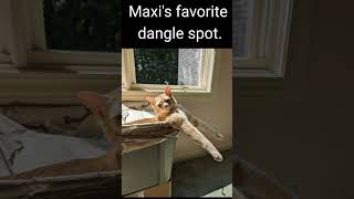 Maxi's favorite dangle spot. #catshorts #kitty #cutecat #catsofyoutube #cute #cutekitty #cat #funny