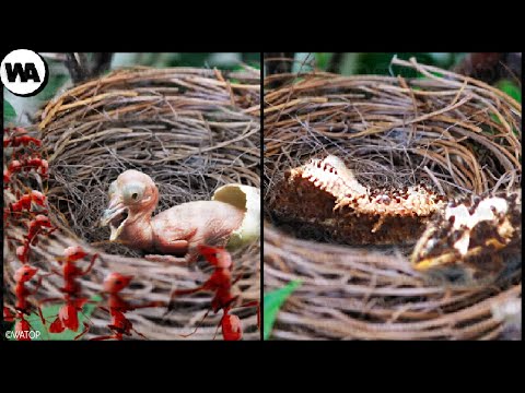 Video: Los polluelos de las gaviotas no son en absoluto como sus padres