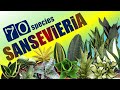 70 SANSEVIERIA SPECIES | HERB STORIES