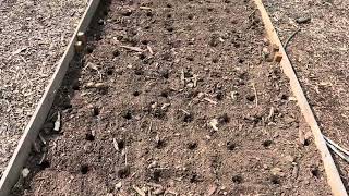 Planting corn, the square foot method