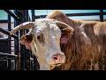 Remembering Mike's Magic: The Bull with the Biggest Heart