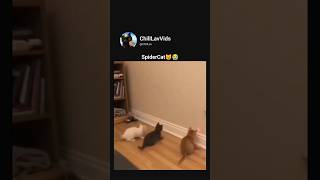 spidercat he fell😭 #memes