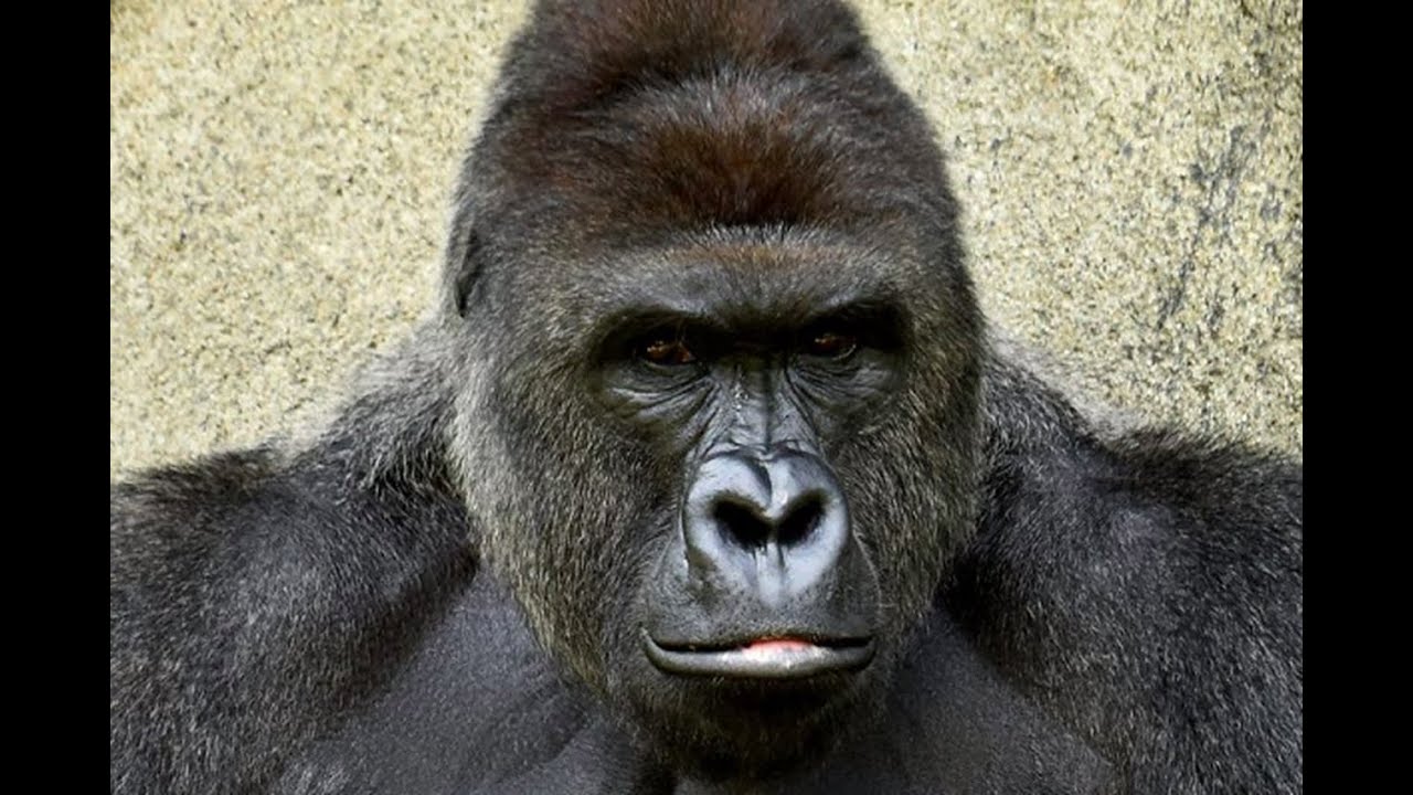 Pokemon Showdown Battle#2- MrMrcoolgames vs SatysfyingGrunt