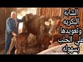 بكل سهوله هتعرفك ازي تعودي الشابه اول  مره تحلب على الحليب