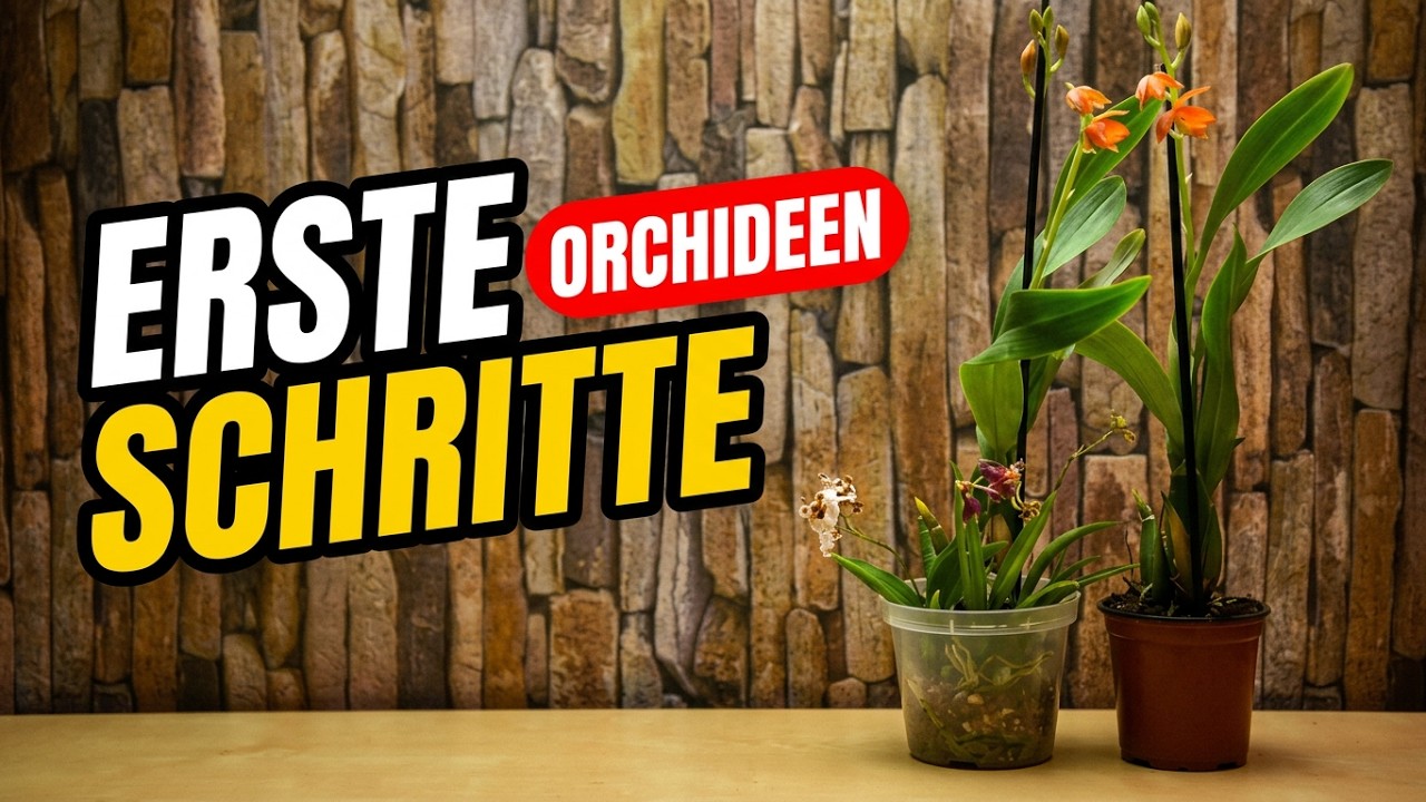 Orchideen-Paket angekommen: Das mache ich direkt nach dem Auspacken