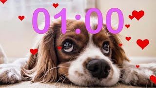 1 Minute 💗 Valentine's Day 💗 Puppy Dog Countdown Timer