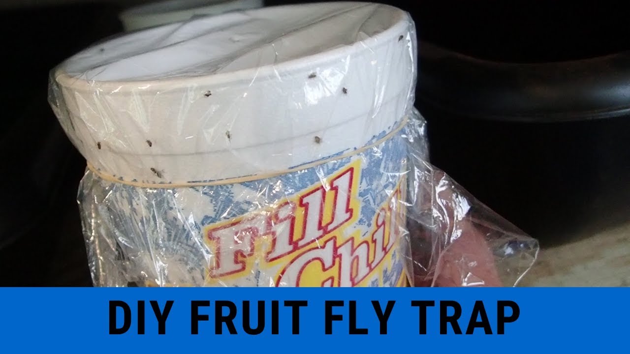 DIY Fruit Fly Trap YouTube