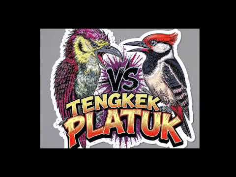 🔴🔴 masteran viral,tengkek buto vs pelatuk sampit suara jernih
