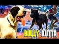 Bully Kutta: La combinación perfecta de agresividad y lealtad incuestionable