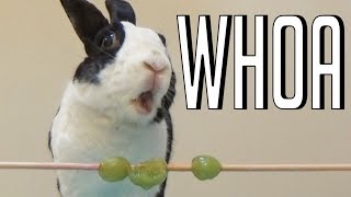 Rabbit eating cotton candy grapes for the first time ASMR