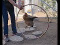 3 easy and fun tricks to train your chickens!