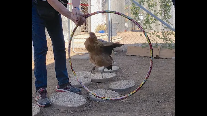 Train Chickens with 3 Easy and Fun Tricks!