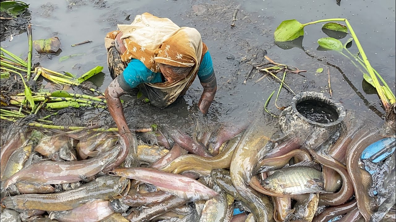 A village woman pond fishing in mud waters! Pond fishing! Hand fishing 