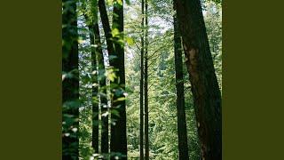 Download Lagu Bisikan Alam Menari di Angin MP3