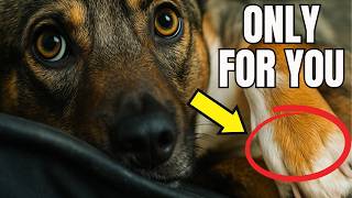 7 Things That Dogs Do ONLY For Their FAVORITE Humans (That They NEVER Show Others!)