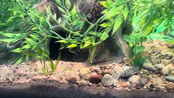 Alligator snapping turtle aquarium setup update
