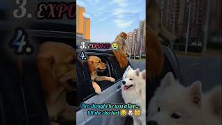 No One Saw This Coming 😂 #funny #pets #viral #animals