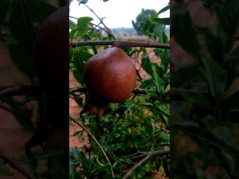 306 365Pomegranate Plant Pomegranate Farming Fruit Farming Fal Kikheti Anar Anar Pomegranate Shorts