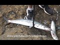 Fishing video  Barracuda Spinning  Pesca Barracuda   Pesca de carreto   بكرة الصيد