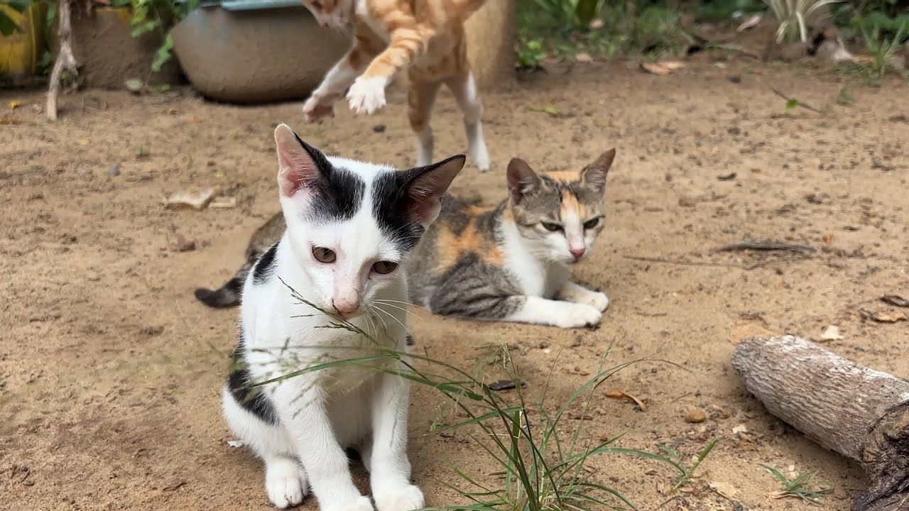 Baby Cats Won’t Let Their Mom Rest!