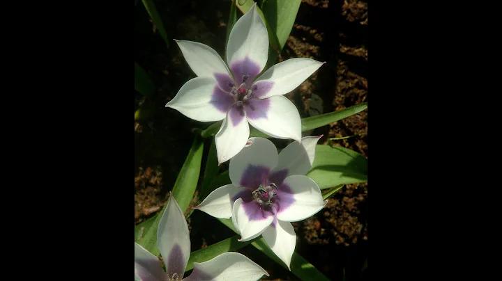 Species Tulip Humilis Alba Coerulea Oculata-Planting & Nurturing This Extraordinary Heirloom Plant - DayDayNews