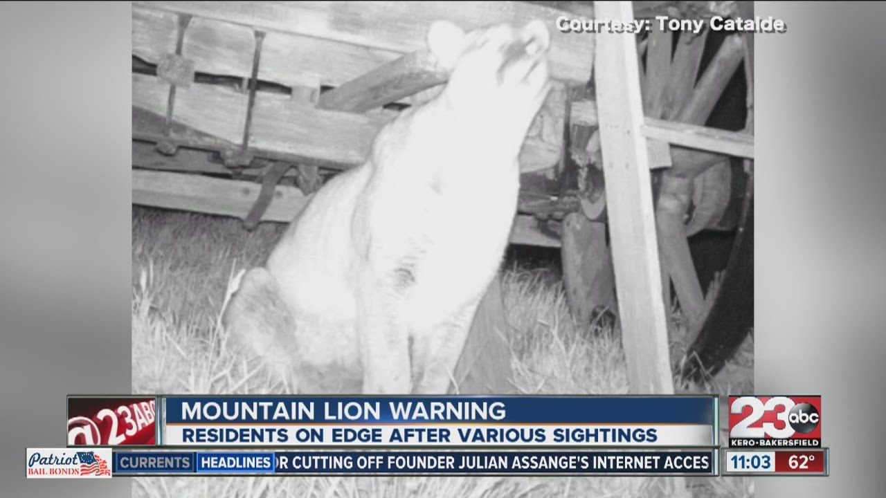 Mountain lion sighting leaves residents on edge