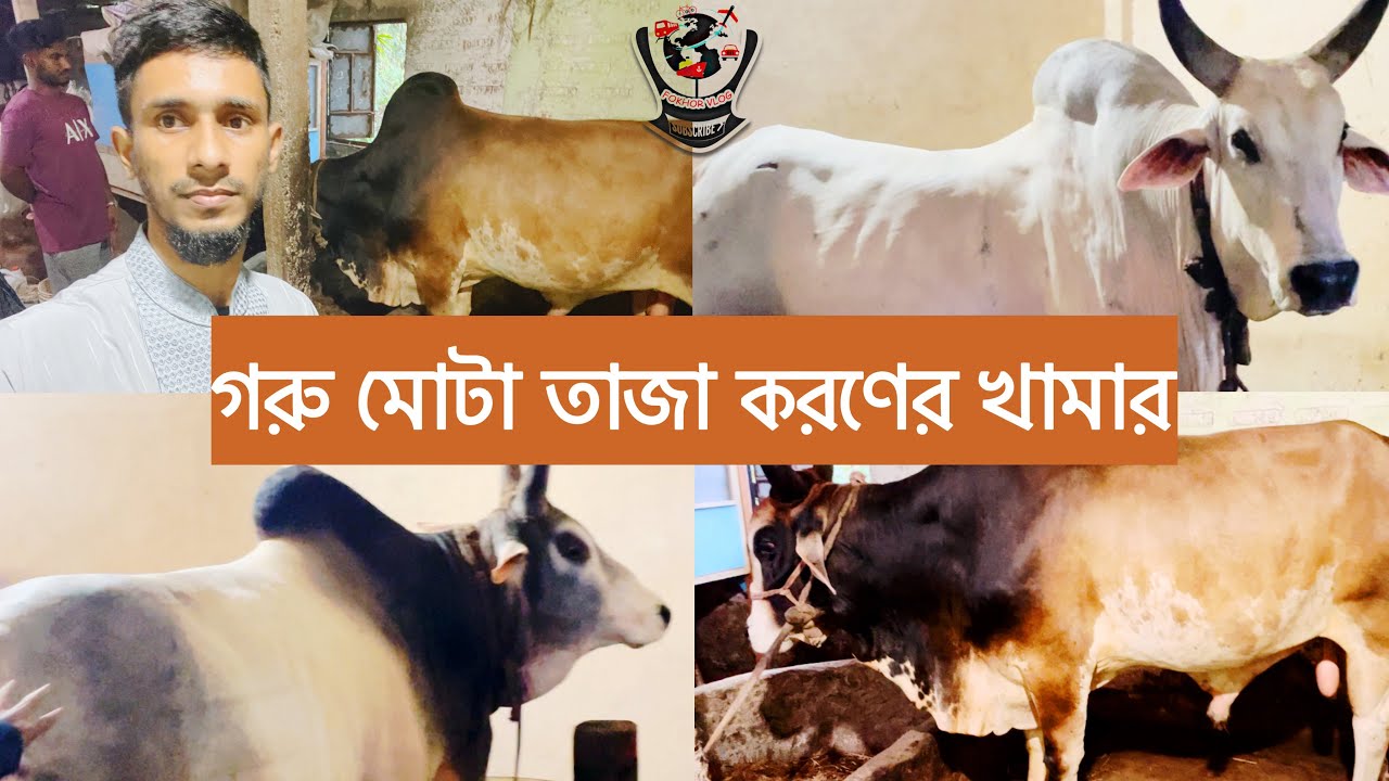 #আধুনিক গরুর খামার সবচেয়ে উন্নত জাত ষাঁড় ও গাভীর খামার করে আয় করুন