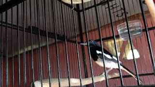 STORY WA || MANDI KACER