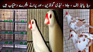 Red Pied Dove Java Sparrow Lady Gouldian Breeding Setup & Cages|Used Cage & Bird|Global Birds Lovers