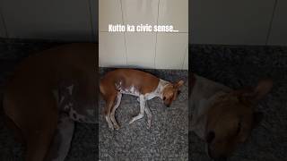 Things to learn from #dog #shortvideo #fun