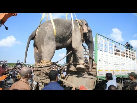 Indischer „Killer“-Elefant wird umgesiedelt