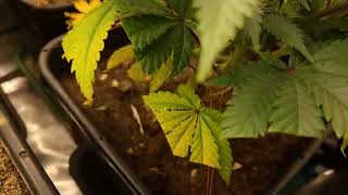 week 4 flower