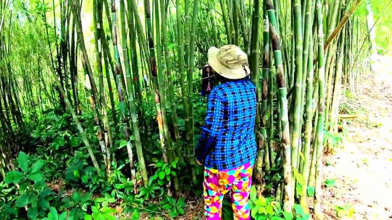 Con đường tre tầm vong đẹp nhứt Tritôn nằm ở ngôi làng... - youtube